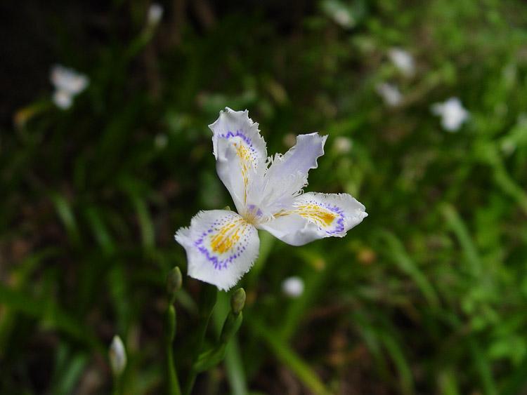 シャガの花の写真