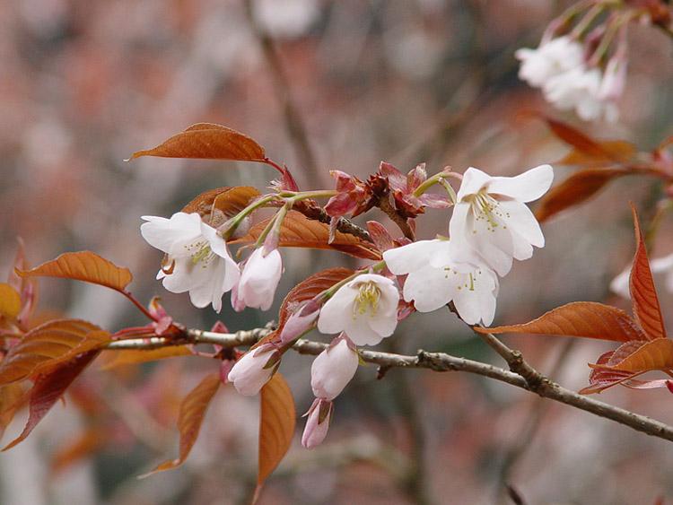 ヤマザクラの花のアップ写真