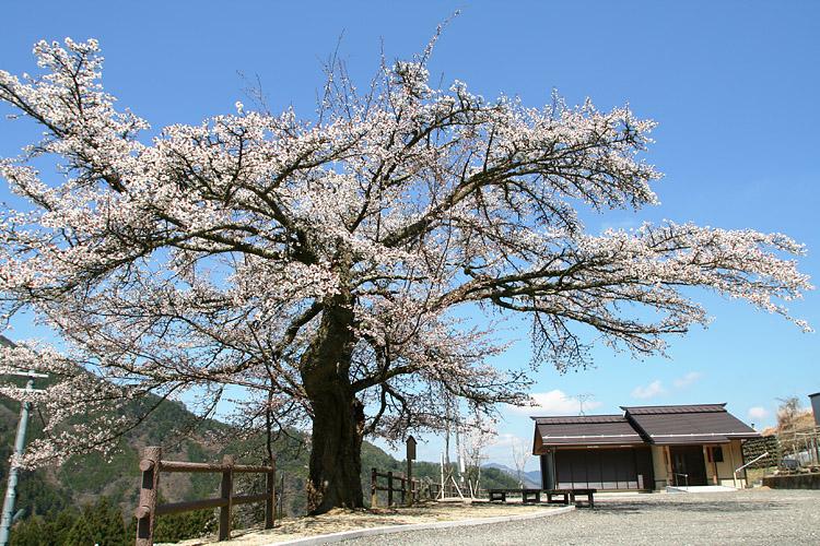 西から見た長寿桜の写真