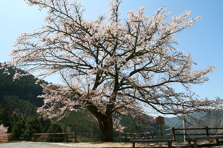 南から見た長寿桜の写真
