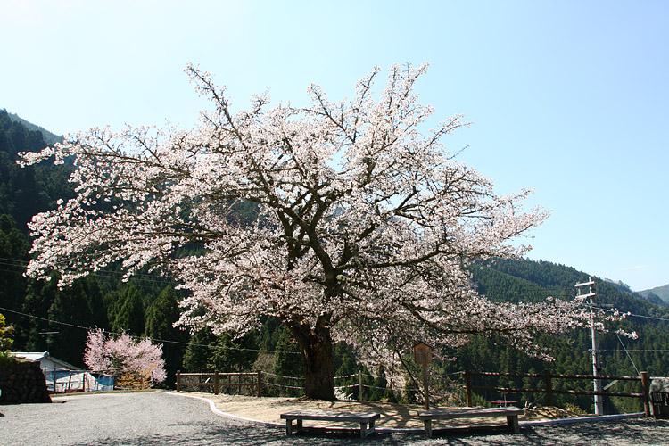 東から見た長寿桜の写真