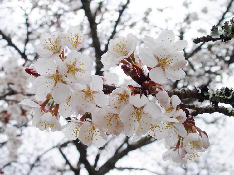 長寿桜の花のアップ写真