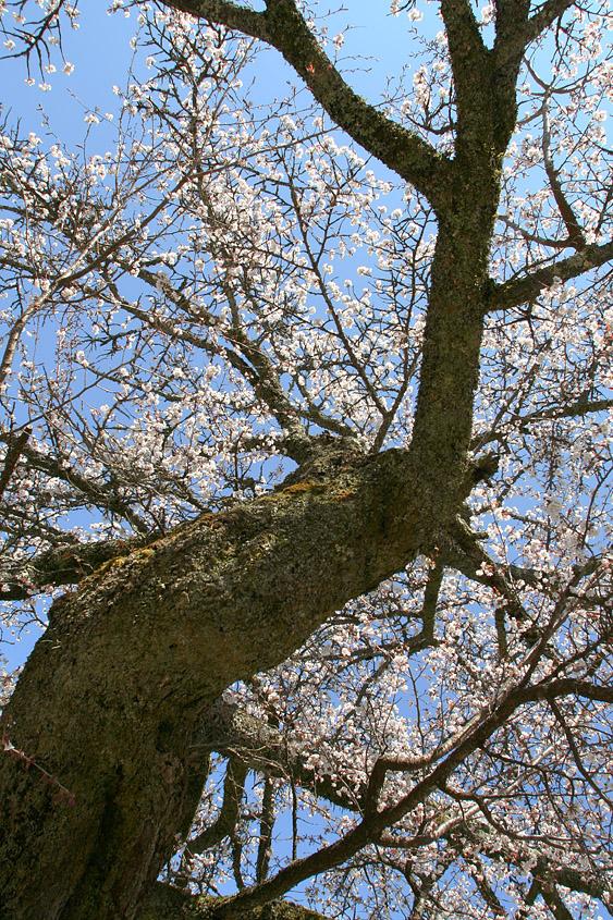 長寿桜の幹の写真