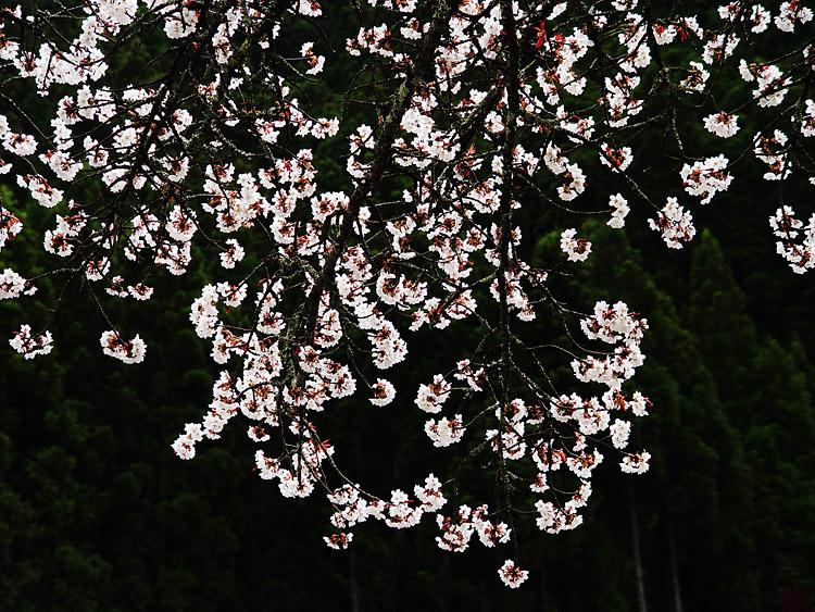 長寿桜の花暖簾の写真