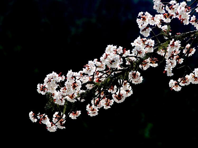 長寿桜の枝の写真