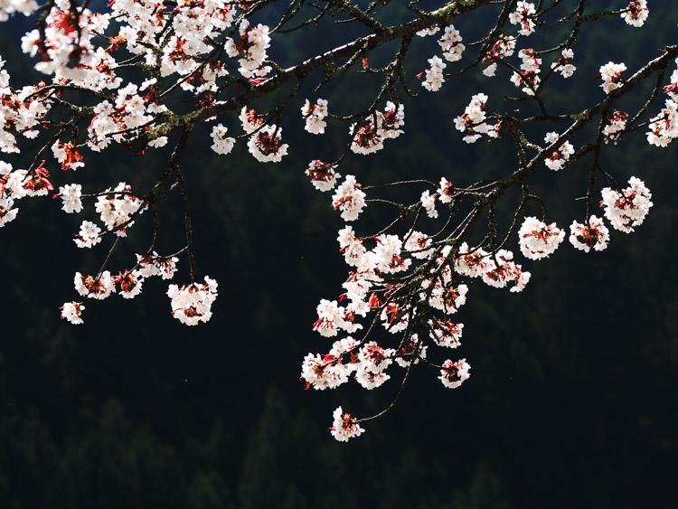 長寿桜の枝の写真