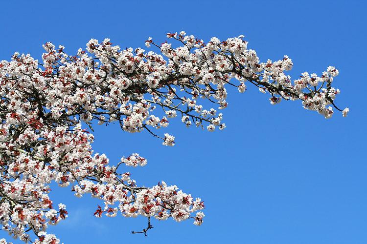 長寿桜の枝の写真