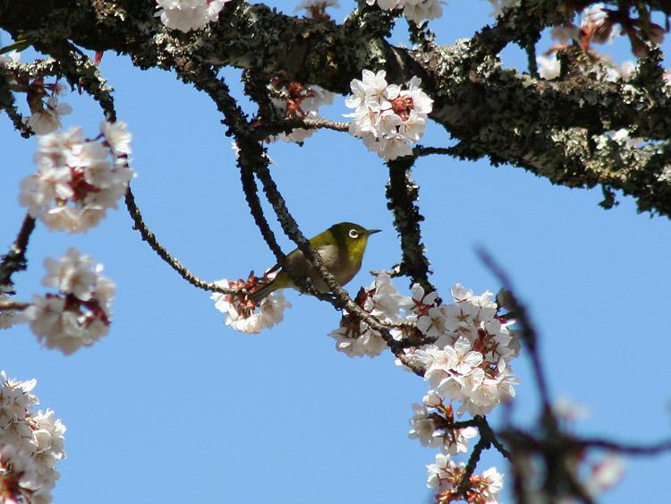 長寿桜とメジロの写真