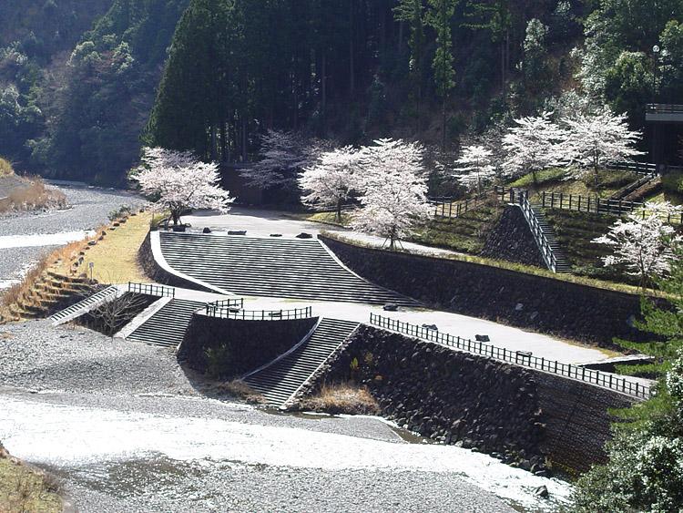 宇井河川公園の桜の写真