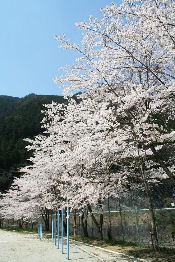 宇井グラウンドの桜の写真