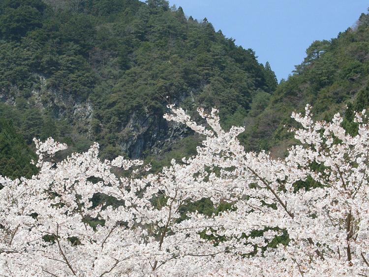 宇井の桜と岩壁の写真