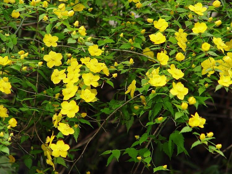 ヤマブキ花の写真