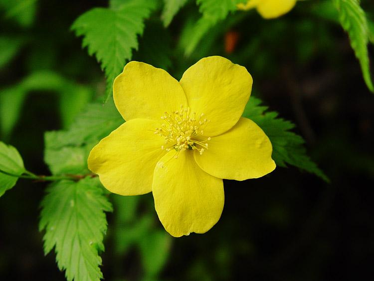 ヤマブキの花のアップ写真