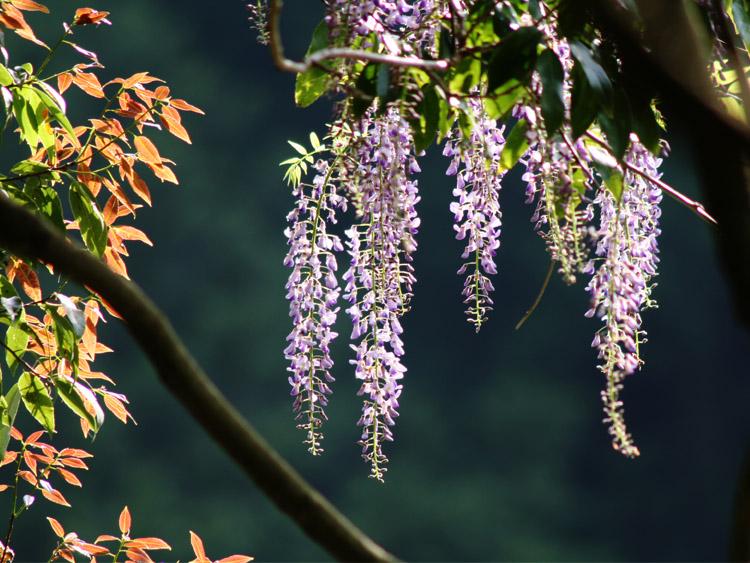 フジの花の写真