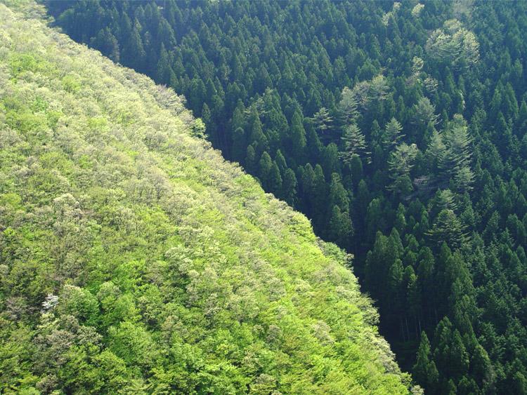 広葉樹林と針葉樹林の写真