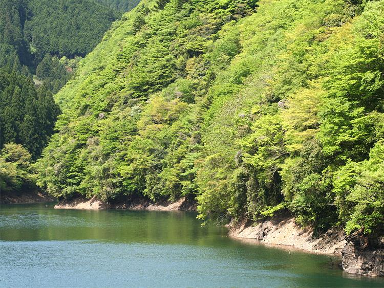 ダム湖と新緑の写真