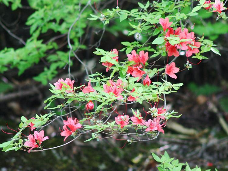 橙色の花の写真