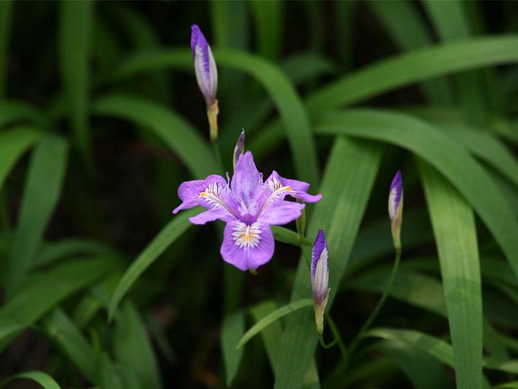 一輪の紫の花が咲いている写真