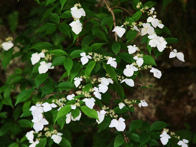 沢山の白い花が咲いている写真