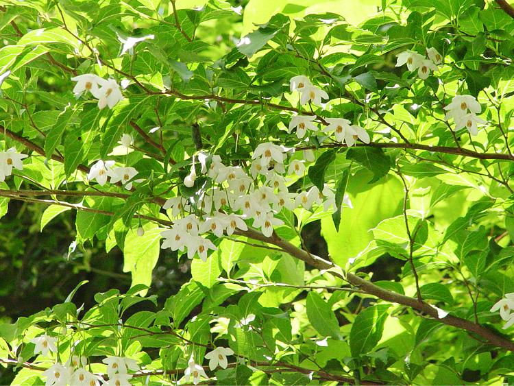 白い花が枝に沢山咲いている写真