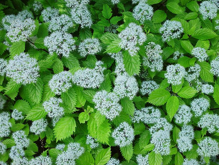 ひかえめな水色のコアジサイの花の写真