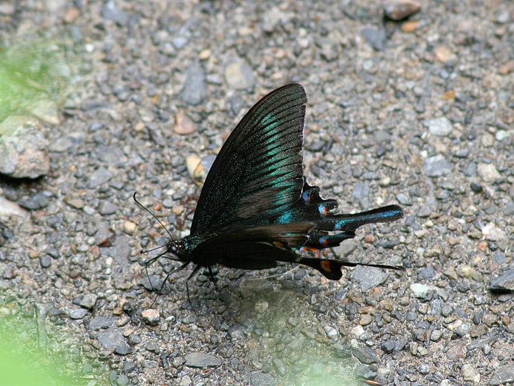 ミヤマカラスアゲハの写真