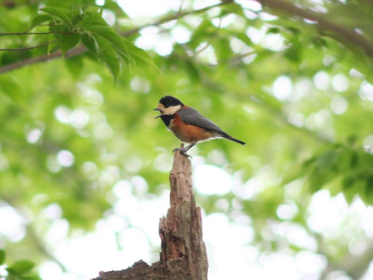 一羽の鳥が木に止まっている写真