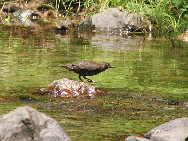 カワガラスの写真