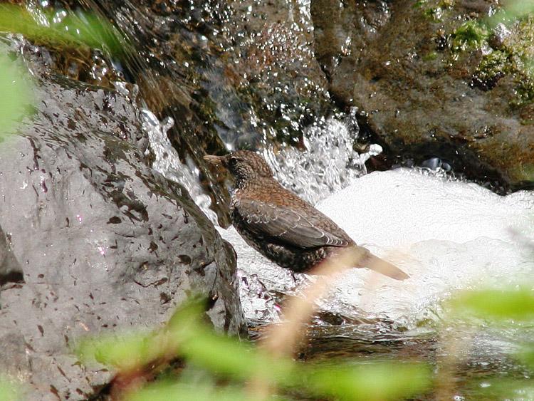 水辺にいる一羽の鳥の写真