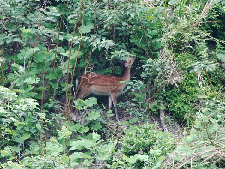 山の斜面から見える、シカの写真