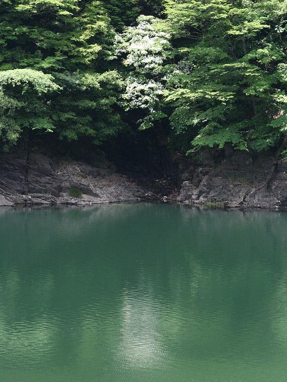 猿谷ダム湖畔のヤマボウシの写真