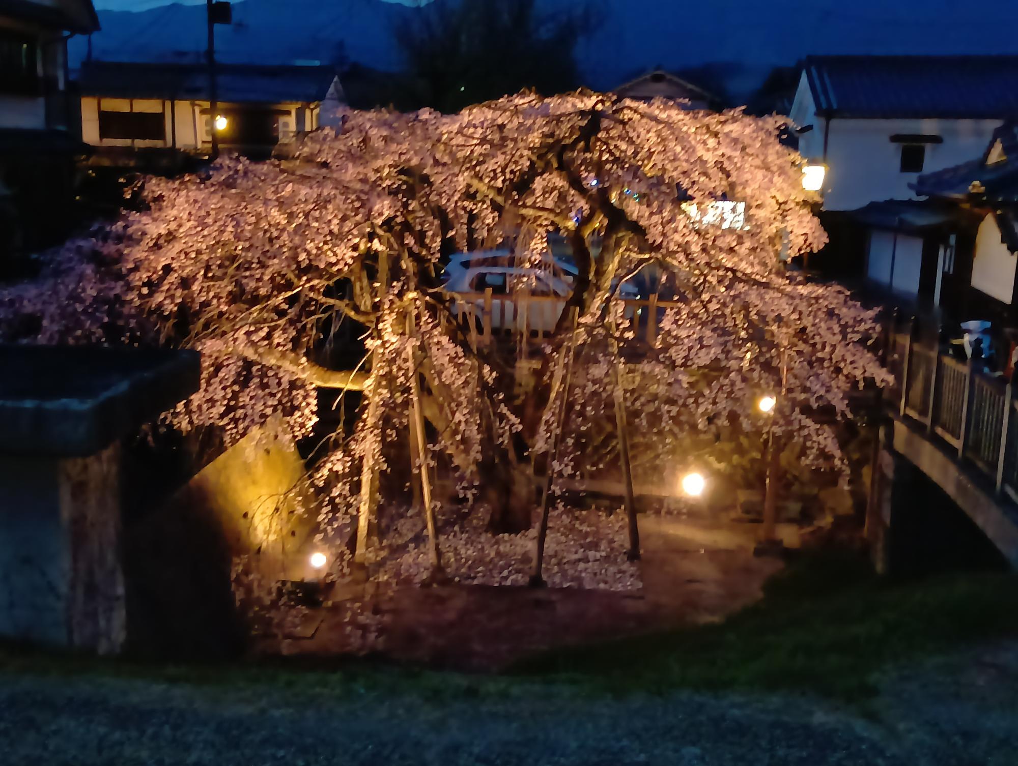 ライトアップのしだれ桜