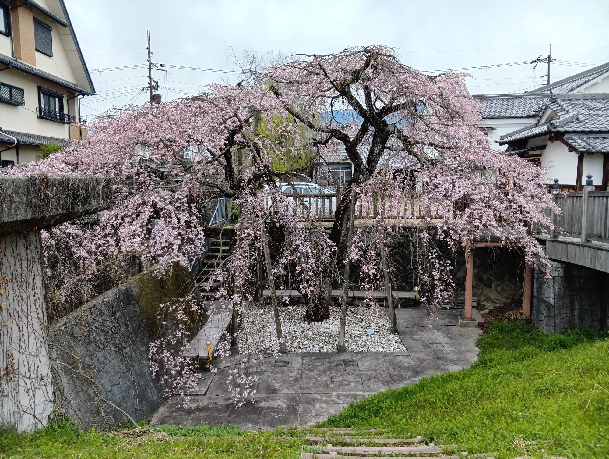 しだれ桜