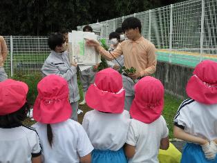サツマイモの苗の植え方を教えてもらっているところ