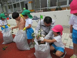 土嚢袋にサツマイモの苗を植えているところ
