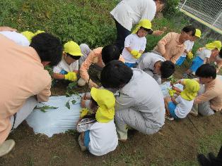 3歳児がお兄ちゃんお姉ちゃんと一緒にサツマイモの苗を植えているところ