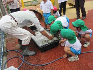 4歳児が田植えをしているところ