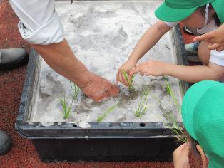 田植えを教えてもらっているところ