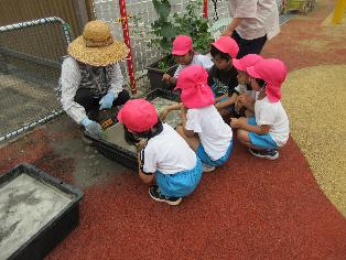 田植えをしているところ