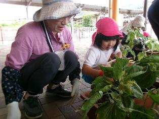 ひまわりの苗植え