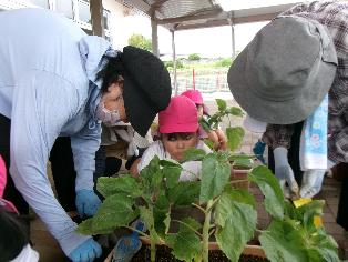 ひまわり苗植え