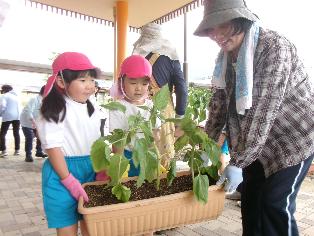 ひまわり苗植え