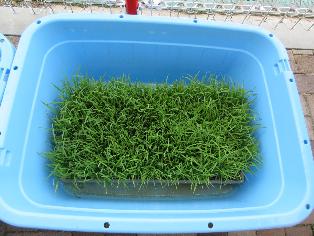 田植え体験