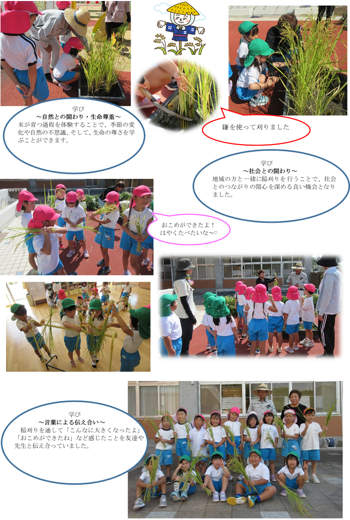 4.5歳児の稲刈り
