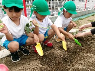 さつま芋の苗植え
