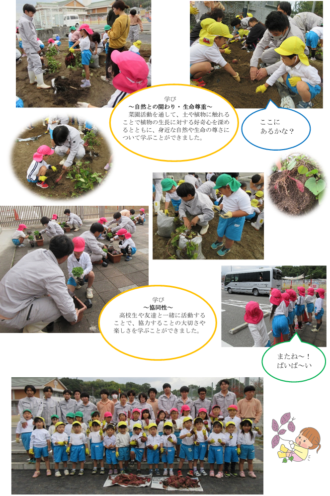 園児と高校生でさつまいも掘り