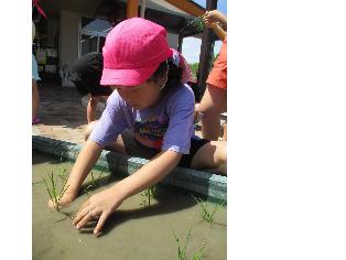 田植え体験314田植え