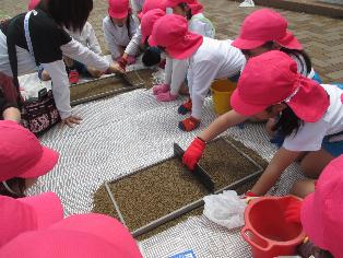 田植え体験