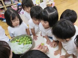 梅ジュースづくり